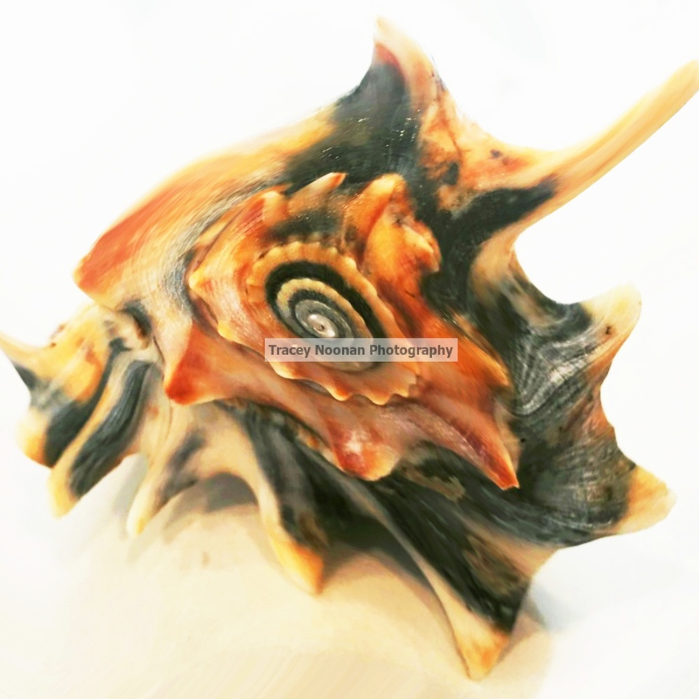 Sea Shell - Picture 5 of 6